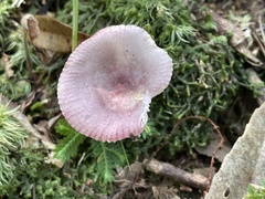 Russula maculata