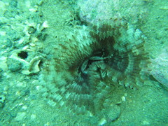 Pseudobranchiomma grandis