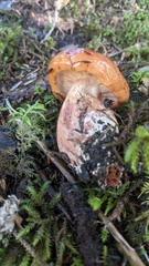 Tricholoma transmutans