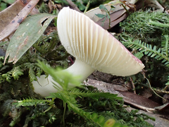 Russula maculata