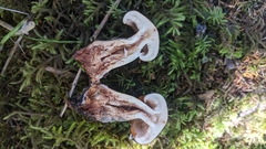 Tricholoma transmutans