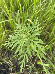 Ambrosia artemisiifolia
