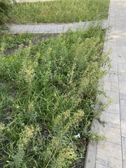 Erigeron canadensis