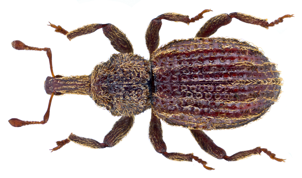 Anchonidium unguiculare