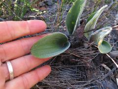 Eriospermum dielsianum