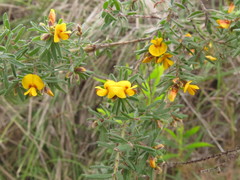 Pultenaea hispidula