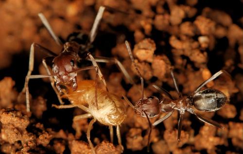 Large Pugnacious Ant photo 4