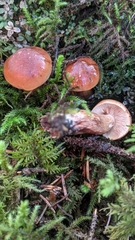 Tricholoma transmutans