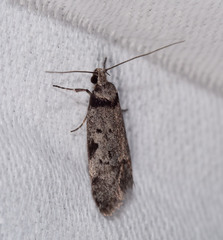 Philobota transversella