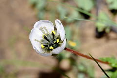 Drosera pauciflora