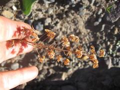Eriospermum dielsianum