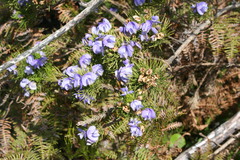 Psoralea arborea