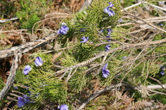 Psoralea arborea