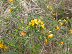 Pultenaea hispidula