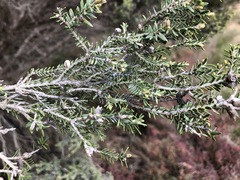 Melaleuca halmaturorum