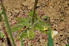 Drosera pauciflora