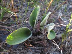 Eriospermum dielsianum