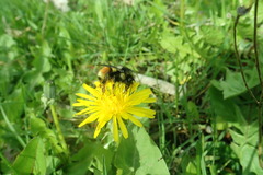 Bombus vancouverensis vancouverensis