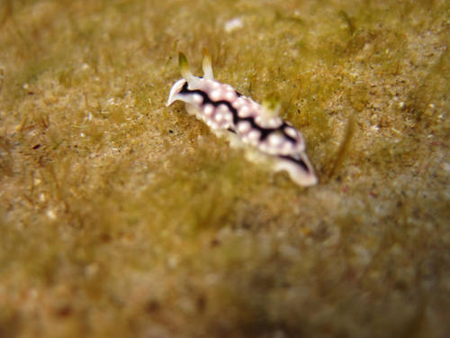 Goniobranchus geometricus