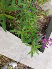 Chamaenerion angustifolium