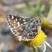 Ferax Grizzled Skipper - Photo (c) Brian du Preez, some rights reserved (CC BY-SA), uploaded by Brian du Preez