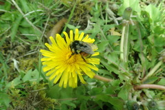 Bombus vancouverensis vancouverensis