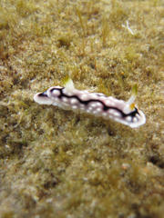 Goniobranchus geometricus