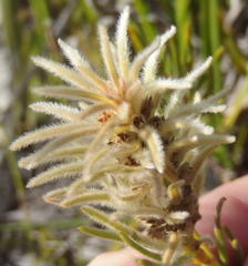 Phylica velutina