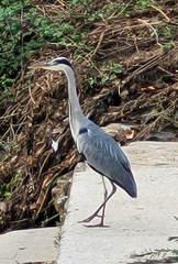 Ardea cinerea