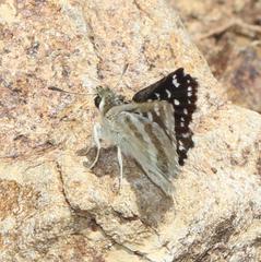 Spialia ferax