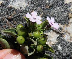 Teedia lucida