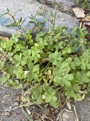 Oxalis stricta
