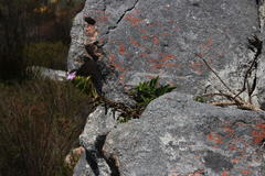 Teedia lucida