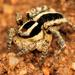 Termite Mimic Spider - Photo (c) Wynand Uys, some rights reserved (CC BY), uploaded by Wynand Uys