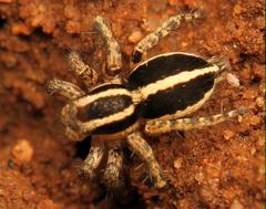 Stenaelurillus termitophagus