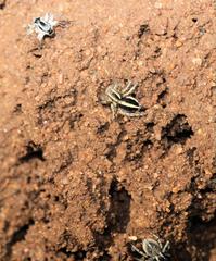 Stenaelurillus termitophagus