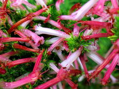 Erica curviflora curviflora
