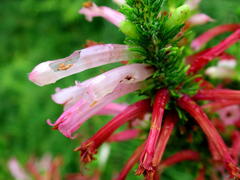 Erica curviflora curviflora