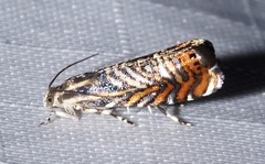 Thaumatographa jonesi