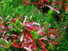 Erica curviflora curviflora