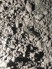 Modicogryllus frontalis