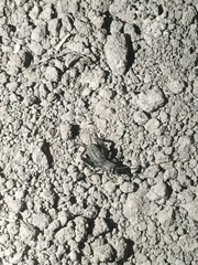 Modicogryllus frontalis