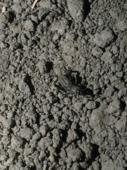 Modicogryllus frontalis