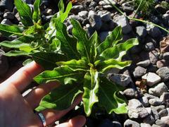 Pachycarpus dealbatus