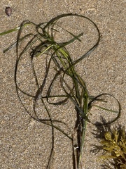 Zostera nigricaulis