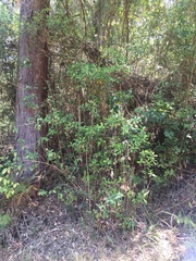 Tristaniopsis collina