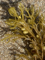 Caulocystis cephalornithos