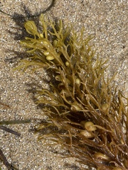 Caulocystis cephalornithos