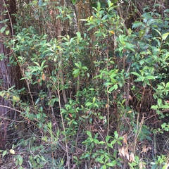 Tristaniopsis collina