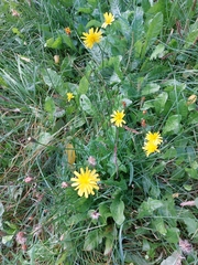 Scorzoneroides autumnalis